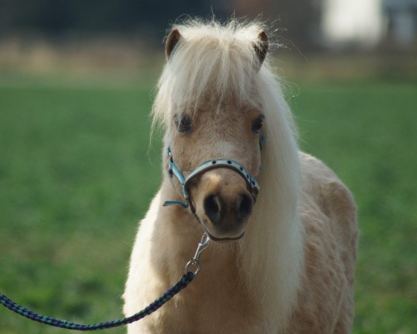 broodmare Kira (Dt.Part-bred Shetland pony, 2002, from Kontrast)