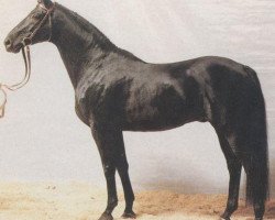 stallion Iwanowitsch xx (Thoroughbred, 1978, from Ilix xx)