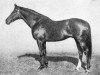 stallion Norsemann xx (Thoroughbred, 1940, from Umidwar xx)