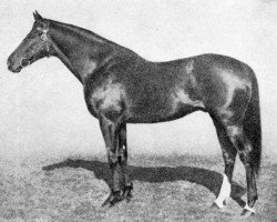 stallion Norsemann xx (Thoroughbred, 1940, from Umidwar xx)