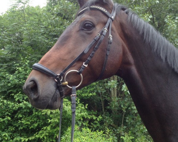 dressage horse Dirie (Westphalian, 2007, from Dream On)