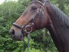 dressage horse Dirie (Westphalian, 2007, from Dream On)