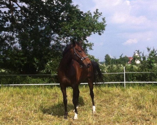 dressage horse Erich 37 (Hanoverian, 2007, from Don Roncalli)