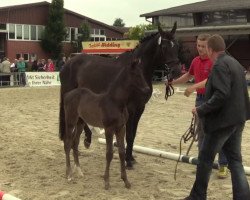 dressage horse Glorious Dancer (Westphalian, 2014, from Ganymedes M)