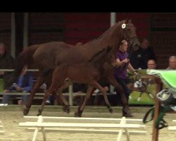 dressage horse Hengst von Ganymedes (Westphalian, 2014, from Ganymedes M)