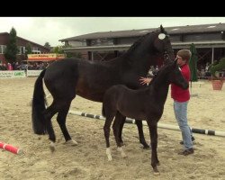 dressage horse Glenrock (Westphalian, 2014, from Ganymedes M)