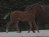 broodmare Sunshine 656 (Westphalian, 2014, from Sir Heinrich OLD)