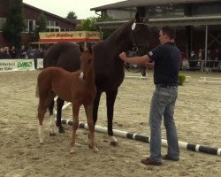 dressage horse Hengst von Ganymedes (Westphalian, 2014, from Ganymedes M)