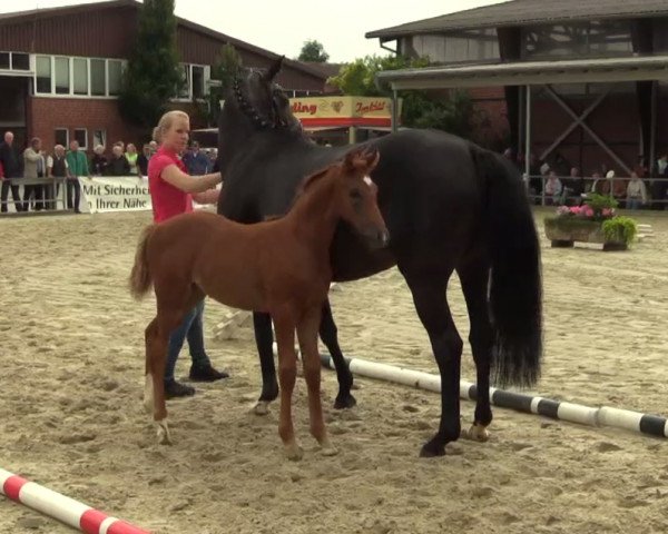 dressage horse Galana 22 (Westphalian, 2014, from Ganymedes M)