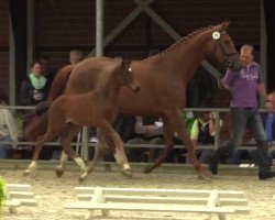 dressage horse Grande Dame 23 (Westphalian, 2014, from Ganymedes M)