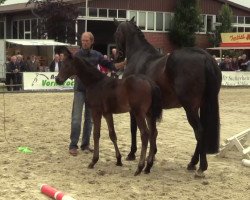 dressage horse Guardian 19 (Westphalian, 2014, from Ganymedes M)