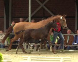 dressage horse Ganimed 20 (Westphalian, 2014, from Ganymedes M)