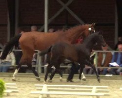 dressage horse Hengst von Ganymedes (Westphalian, 2014, from Ganymedes M)