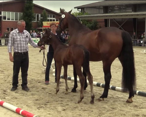 dressage horse Vidalgo 9 (Westphalian, 2014, from Van Vivaldi)