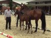 dressage horse Vidalgo 9 (Westphalian, 2014, from Van Vivaldi)