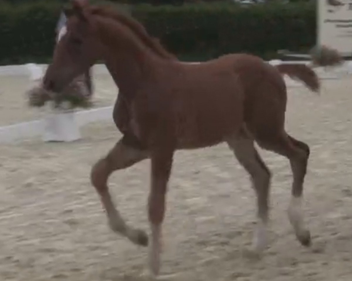 jumper Classic Dancer 16 (Westphalian, 2014, from Colestus)