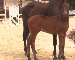 dressage horse Hengst von Ehrentanz I (Westphalian, 2014, from Ehrentanz I)