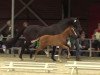 dressage horse Volltreffer B (Westphalian, 2014, from Van Vivaldi)