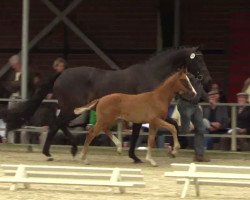 dressage horse Volltreffer B (Westphalian, 2014, from Van Vivaldi)