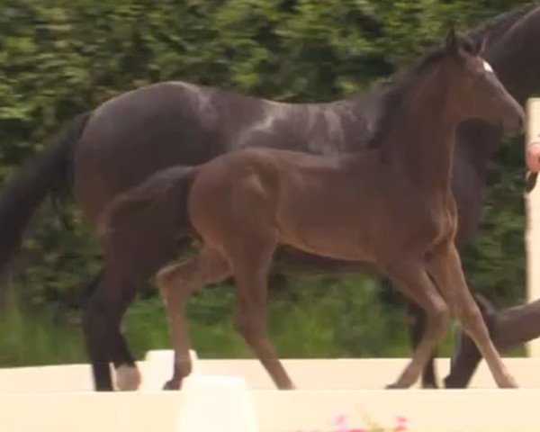 stallion All for you (Westphalian, 2014, from All At Once)