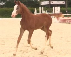 Springpferd Cualegro T (Westfale, 2014, von Capistrano 2)