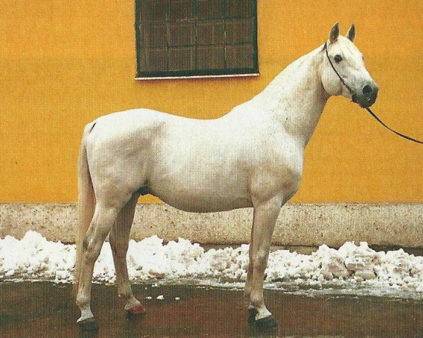 horse Paris (Shagya Arabian,  , from Bartok ShA)