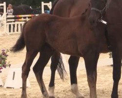 dressage horse Aurélie (Westphalian, 2014, from All At Once)