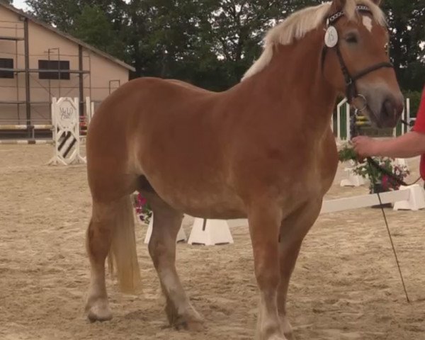 Pferd Ute (Rheinisch-Westfälisches Kaltblut, 2011, von Ultimo)