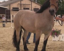 horse Greta (Rheinisch-Westfälisches Draughthorse, 2011, from Gunder)