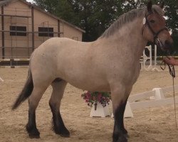 jumper Florida (Rheinisch-Westfälisches Draughthorse, 2011, from Fridolin)