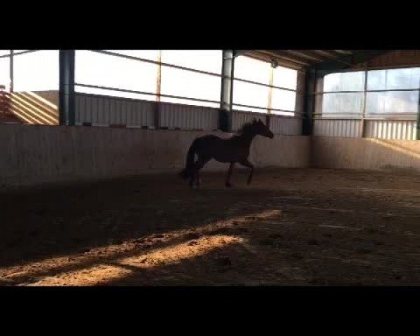 Video of Luigi Lupo