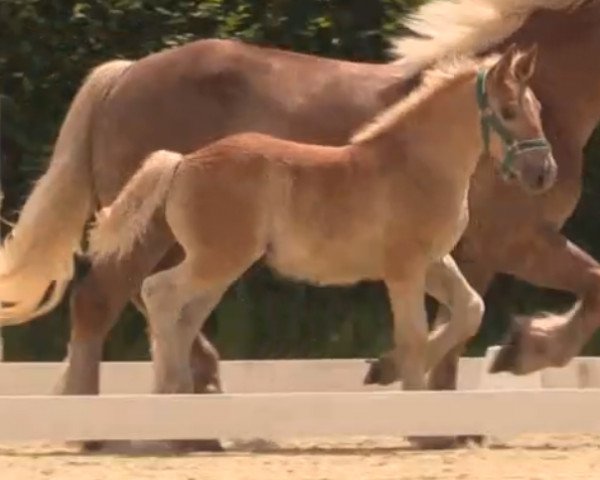 Pferd Hengst von Higgins (Rheinisch-Westfälisches Kaltblut, 2014, von Higgins)