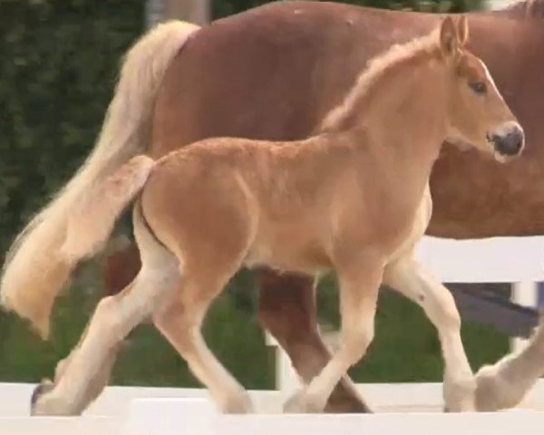 Pferd Stute von Elton von Söhre (Rheinisch-Westfälisches Kaltblut, 2014, von Elton von Söhre)