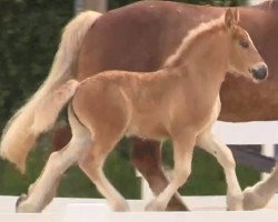 horse Stute von Elton von Söhre (Rheinisch-Westfälisches Draughthorse, 2014, from Elton von Söhre)