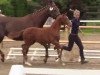 dressage horse Deina Star (Westphalian, 2014, from Depeche Mode)