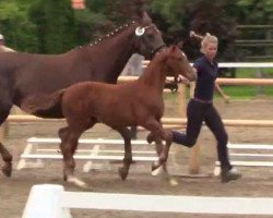 dressage horse Deina Star (Westphalian, 2014, from Depeche Mode)