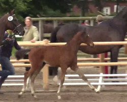 broodmare Minou (Westphalian, 2014, from Mulligan xx)