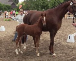 dressage horse Alle suchen Claus (Westphalian, 2014, from All At Once)