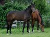 dressage horse L' Espoir (Oldenburg, 2006, from Licotus)