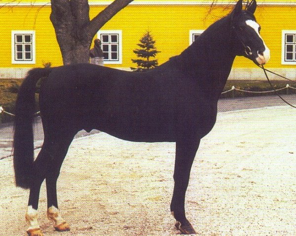stallion Batan (Shagya Arabian, 1984, from Badan (ex. O'Bajan XIII-1))