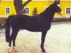 stallion Batan (Shagya Arabian, 1984, from Badan (ex. O'Bajan XIII-1))