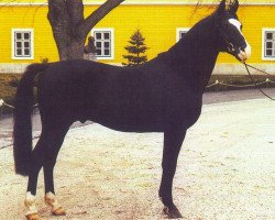 stallion Batan (Shagya Arabian, 1984, from Badan (ex. O'Bajan XIII-1))