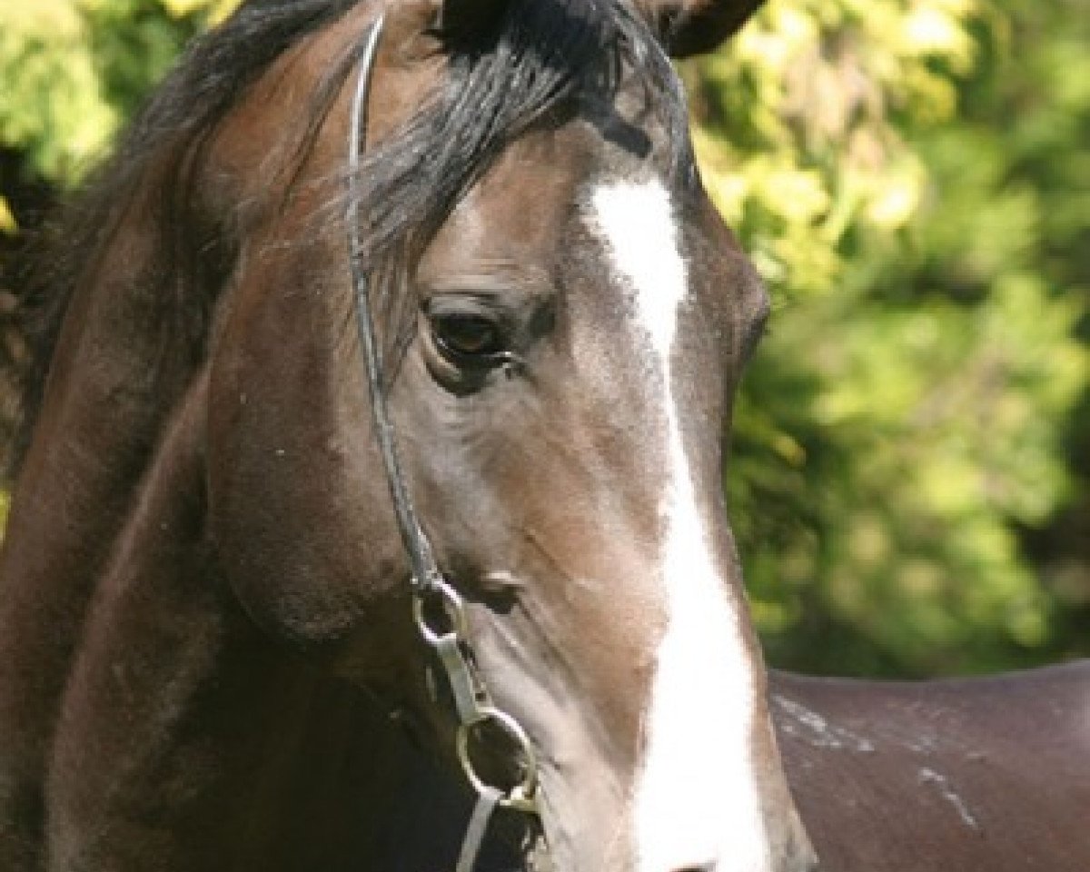 Deckhengst O'Bajan XXIV 1997 ShA (Shagya-Araber, 1997, von Batan)
