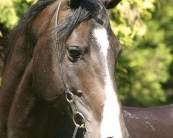 stallion O'Bajan XXIV 1997 ShA (Shagya Arabian, 1997, from Batan)