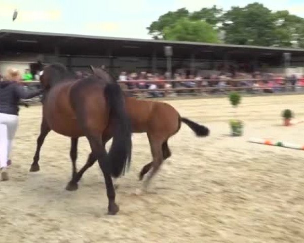 Video von Cascalino