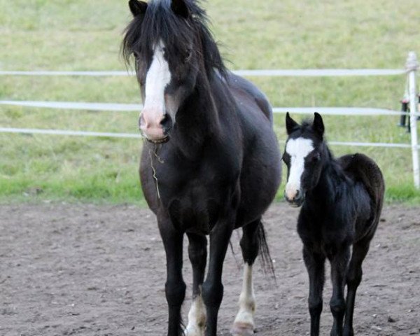 horse Blazingstar Kate (Welsh mountain pony (SEK.A), 2014, from Three-B Limelight)