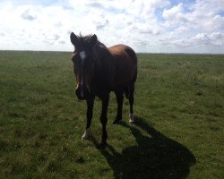 dressage horse Laomeda (Westphalian, 2000, from Laomedon)