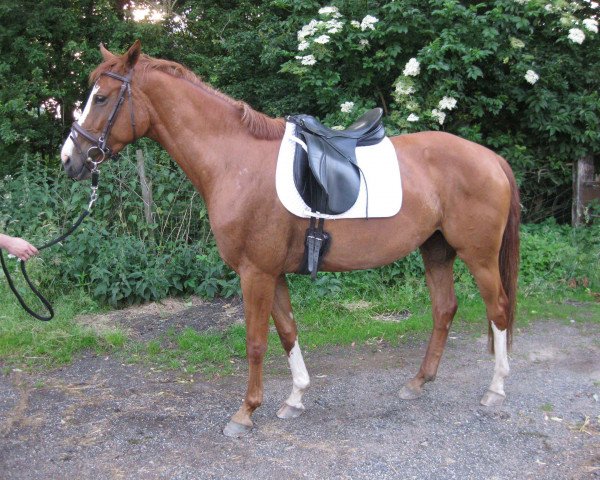 broodmare Florentine (Hanoverian, 2011, from Fuechtels Floriscount OLD)