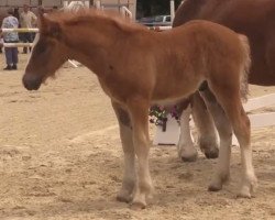 horse Hengst von Franco (Rheinisch-Westfälisches Draughthorse, 2014, from Franco)