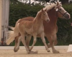 horse Hengst von Helmut (Rheinisch-Westfälisches Draughthorse, 2014, from Helmut)